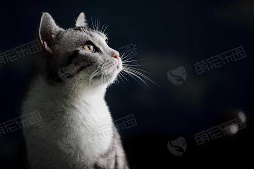 英短脱毛这么严重，会不会秃？