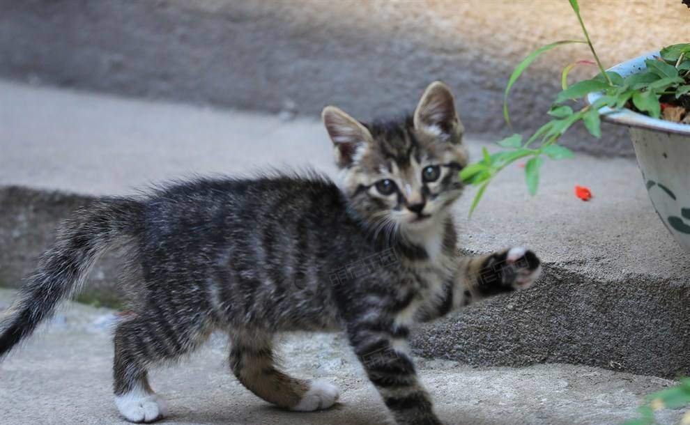 狸花猫和土猫有什么区别？