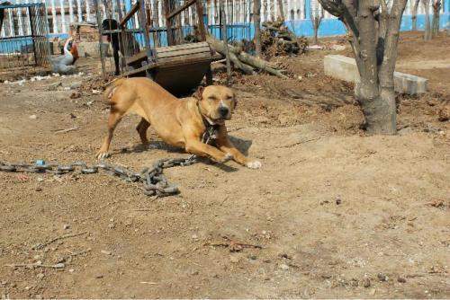 德国牧羊犬感冒吃什么药比较好？