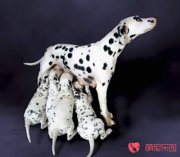 怎么帮幼犬顺利的断奶