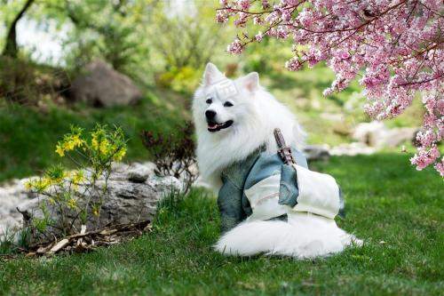 银狐犬什么时候配种最好？