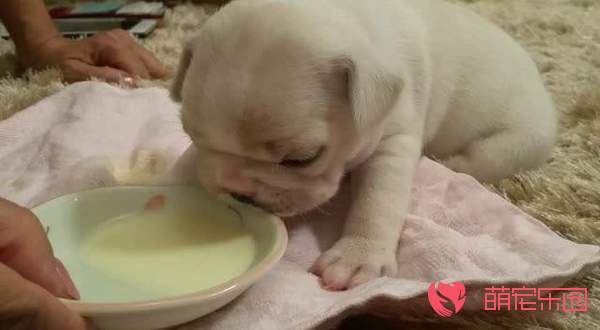 怎么帮幼犬顺利的断奶