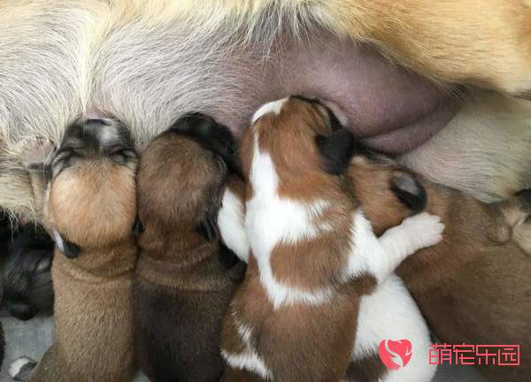 怎么帮幼犬顺利的断奶