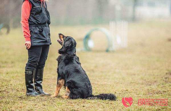 怎么更好的和狗狗互动