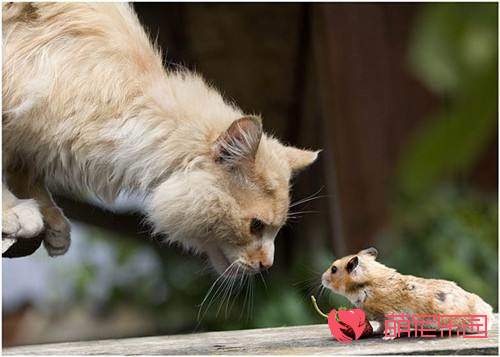 猫咪什么时候会抓老鼠