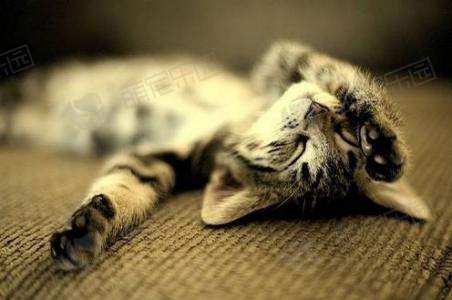 猫咪不仅拉稀还不吃饭怎么办？