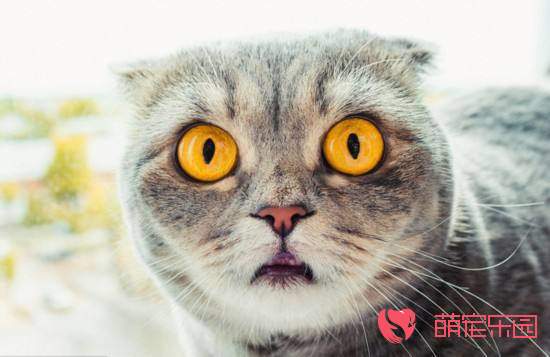 训练猫咪顾家的注意事项