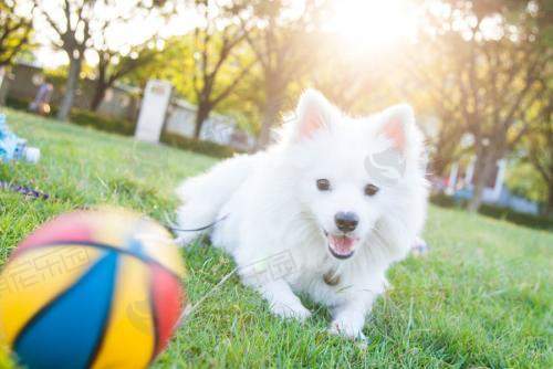 如何训练银狐犬定点排便？