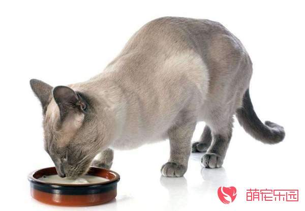 怎么给暹罗猫选择猫粮