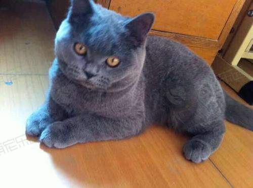 英短蓝猫和俄罗斯蓝猫有什么区别？