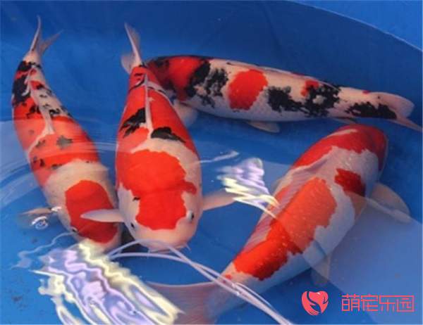三色锦鲤的生活习性