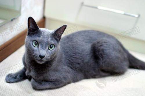 英短蓝猫和俄罗斯蓝猫有什么区别？