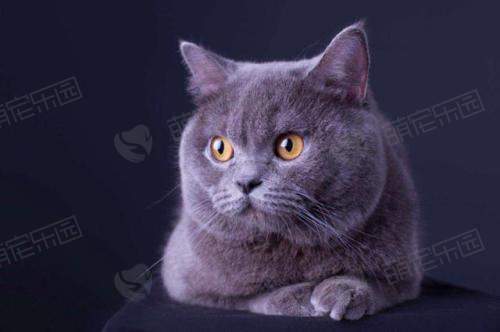 英短蓝猫和俄罗斯蓝猫有什么区别？