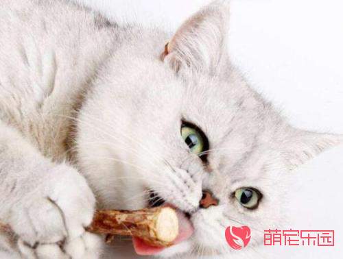 猫咪零食吃多了会上火吗？